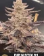 Dip N Stix S1 Feminized Cannabis Seeds