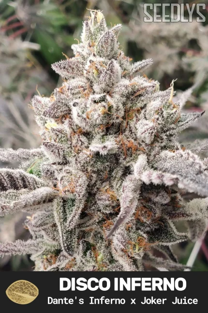 Disco Inferno Feminized Cannabis Seeds - Seedlys USA Seed Bank