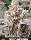 Disco Inferno Feminized Cannabis Seeds - Seedlys USA Seed Bank