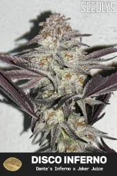 Disco Inferno Feminized Cannabis Seeds - Seedlys