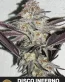 Disco Inferno Feminized Cannabis Seeds - Seedlys