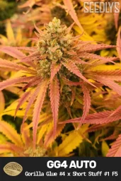 Gorilla Glue #4 Autoflower Cannabis Seeds - Seedlys