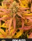 Gorilla Glue #4 Autoflower Cannabis Seeds - Seedlys
