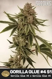 Gorilla Glue Feminized Cannabis Seeds - Seedlys