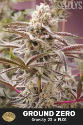 Ground Zero Feminized Cannabis Seeds - Seedlys Seed Bank USA