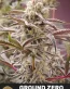 Ground Zero Feminized Cannabis Seeds - Seedlys Seed Bank USA