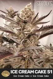 Ice Cream Cake S1 Feminized Cannabis Seeds - Seedlys