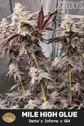 Mile High Glue Feminized Cannabis Seeds - Seedlys