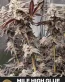 Mile High Glue Feminized Cannabis Seeds - Seedlys