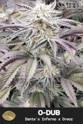O-Dub Feminized Cannabis Seeds - Seedlys