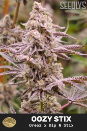Oozy Stix Feminized Cannabis Seeds - Seedlys USA