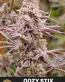 Oozy Stix Feminized Cannabis Seeds - Seedlys USA