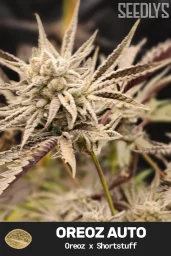 Oreoz Autoflower Cannabis Seeds - Seedlys