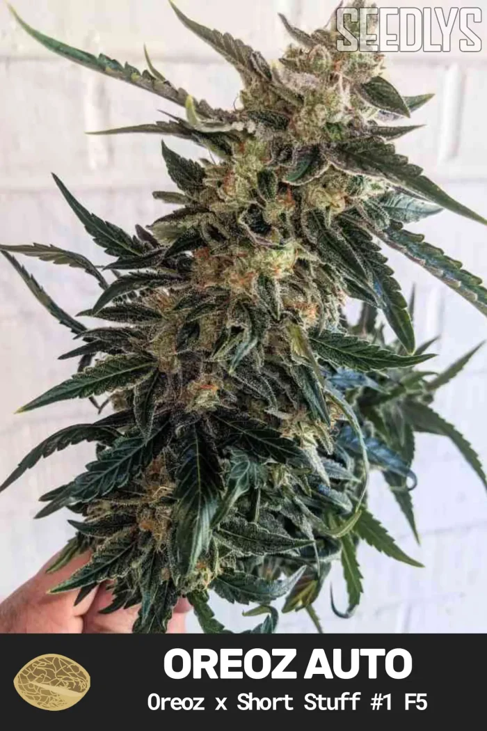 Oreoz Autoflower Cannabis Seeds - Seedlys USA