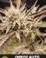 Oreoz Autoflower Cannabis Seeds - Seedlys