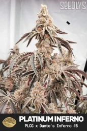 Platinum Inferno Feminized Cannabis Seeds - Seedlys USA