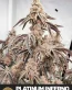 Platinum Inferno Feminized Cannabis Seeds - Seedlys USA