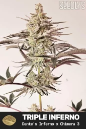 Triple Inferno Female Cannabis Seeds - Seedlys USA Seed Bank