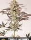 Triple Inferno Female Cannabis Seeds - Seedlys USA Seed Bank