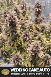 Wedding Cake Autoflower Cannabis Seeds - Seedlys