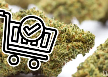 Seedlys Seed Bank - 3,000 Orders Filled