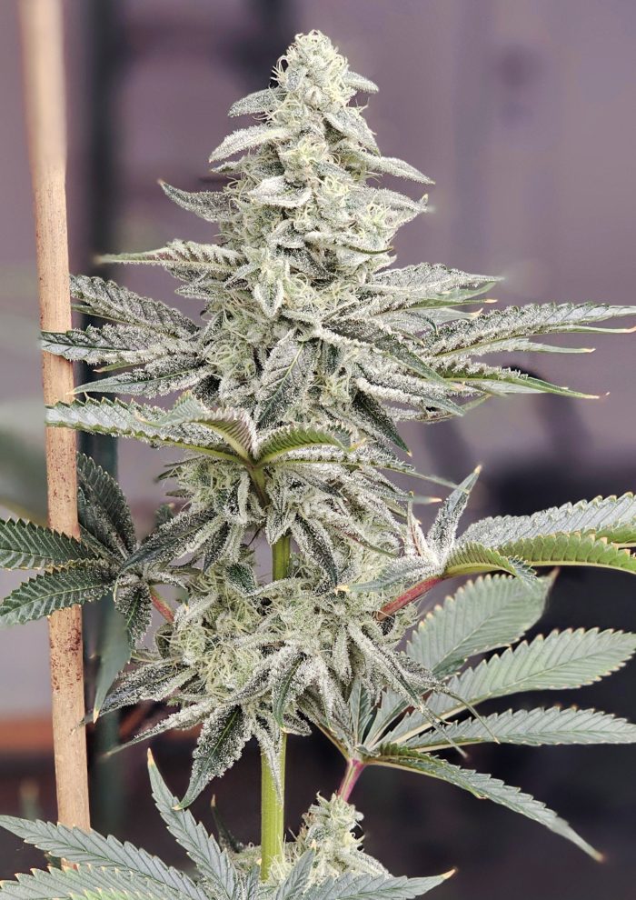 Lemon Tree Autoflower - Image 1