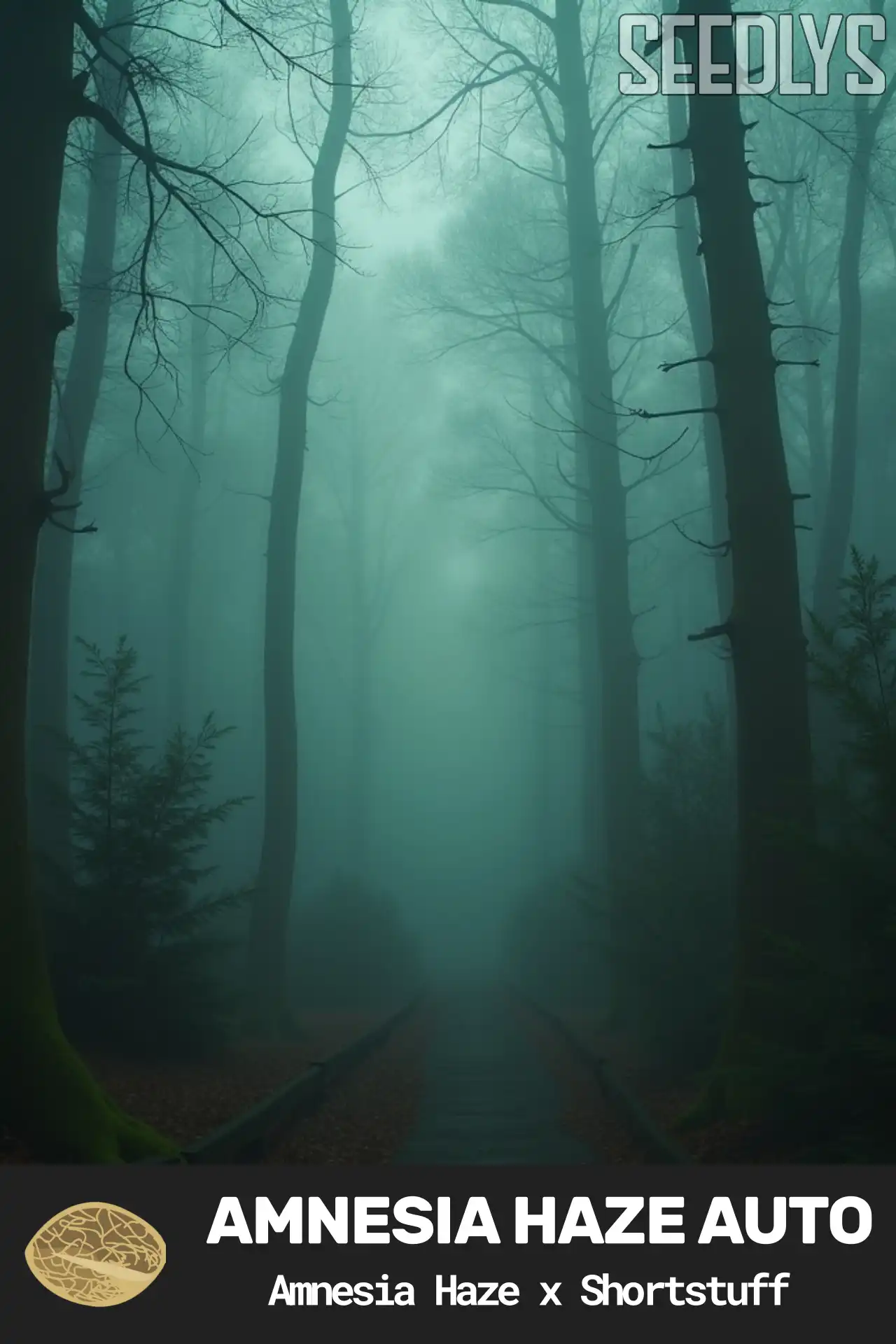 Amnesia Haze Autoflower Cannabis Seeds Amnesia Haze Autoflower Cannabis Seeds