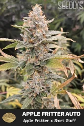 Apple Fritter Autoflower Cannabis Seeds - Seedlys