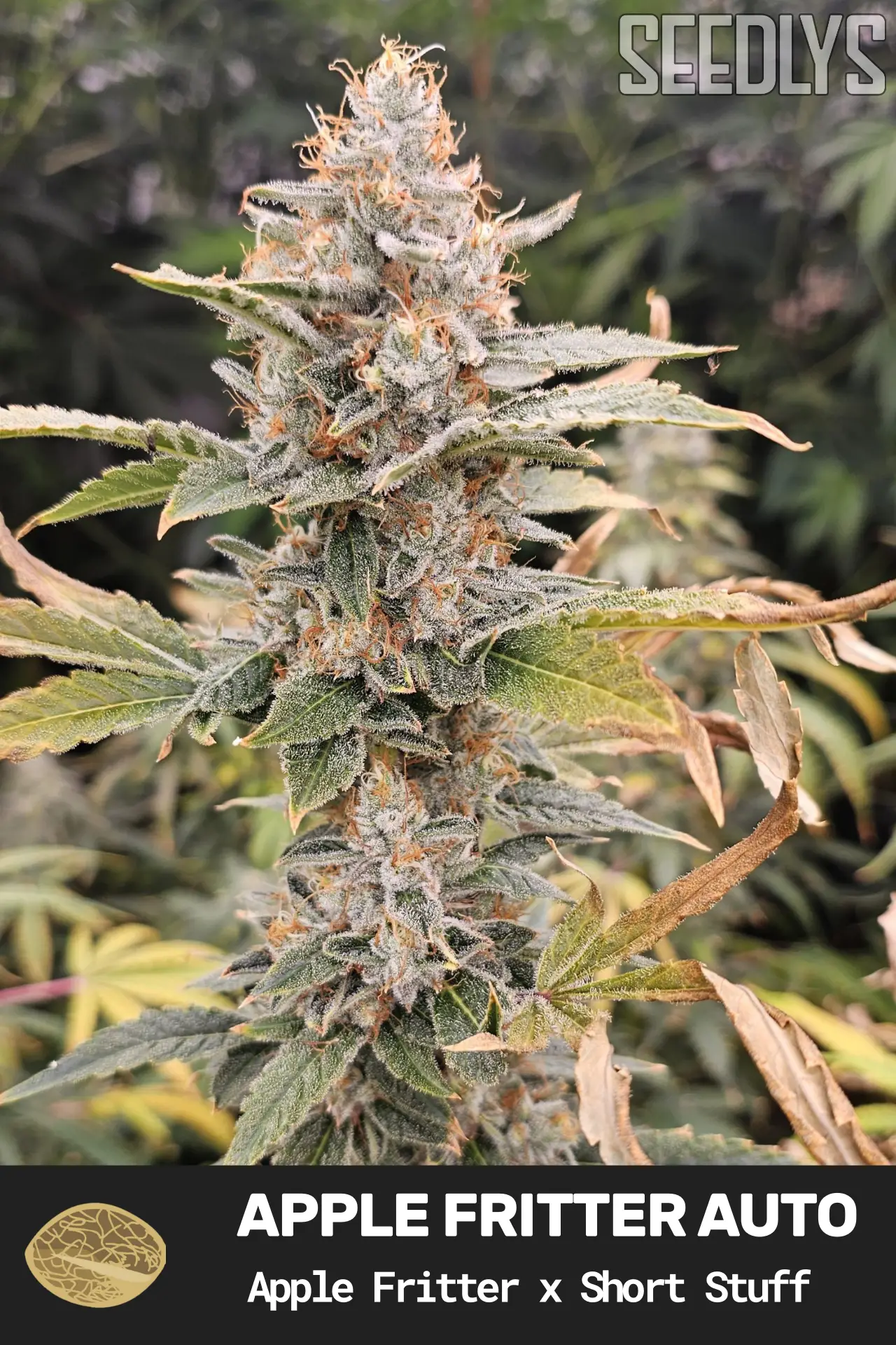 Apple Fritter Autoflower Cannabis Seeds - Seedlys Apple Fritter Autoflower Cannabis Seeds - Seedlys
