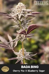 Bada Bing Feminized Cannabis Seeds- Seedlys