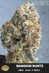 Bangkok Runtz Feminized Cannabis Seeds - Seedlys