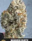Bangkok Runtz Feminized Cannabis Seeds - Seedlys