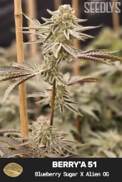 Berry'a 51 Feminized Cannabis Seeds - Seedlys