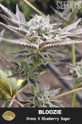 Bloozie Feminized Cannabis Seeds - Seedlys