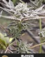Bloozie Feminized Cannabis Seeds - Seedlys