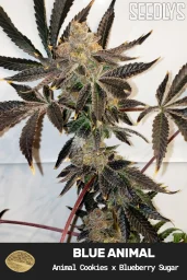 Blue Animal Feminized Cannabis Seeds - Seedlys
