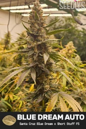 Blue Dream Autoflower Cannabis Seeds - Seedlys