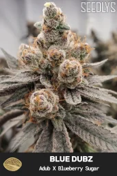 Blue Dubz Feminized Seeds - Seedlys