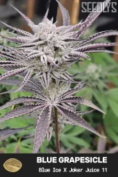 Blue Grapesicle Feminized Cannabis Seeds - Seedlys