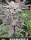 Blue Grapesicle Feminized Cannabis Seeds - Seedlys