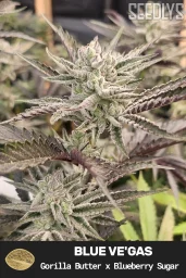 Blue Ve'Gas Feminized Seeds - Seedlys