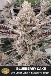 Blueberry Cake Feminized Cannabis Seeds - Seedlys