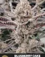 Blueberry Cake Feminized Cannabis Seeds - Seedlys