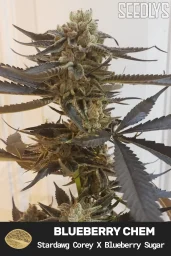 Blueberry Chem Feminized Cannabis Seeds - Seedlys