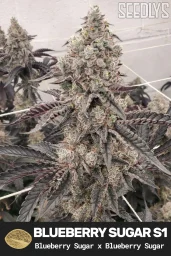 Blueberry Sugar S1 Feminized Cannabis Seeds - Seedlys Seed Bank