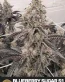 Blueberry Sugar S1 Feminized Cannabis Seeds - Seedlys Seed Bank