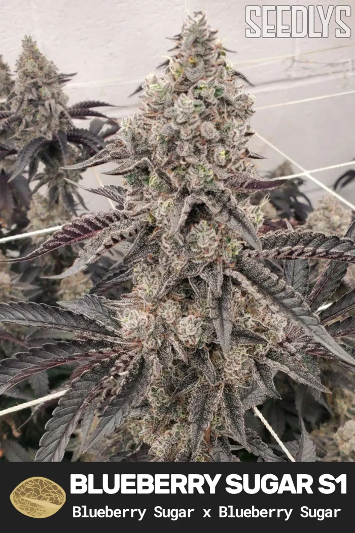 Blueberry Sugar S1 Feminized Cannabis Seeds - Seedlys Seed Bank