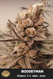 Boogeyman Feminized Cannabis Seeds