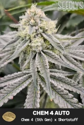 Chem 4 (5th Gen) Autoflower Cannabis Seeds - Seedlys