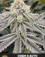 Chem 4 (5th Gen) Autoflower Cannabis Seeds - Seedlys